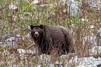 American black bear