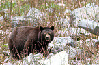 American black bear