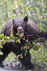 American black bear