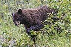 American black bear