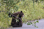 American black bear