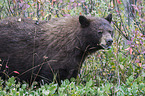 American black bear