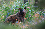 American Black Bear