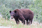 American black bear