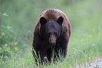 American black bear