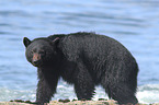 American black bear