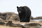 American black bear