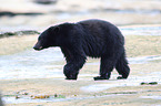 American black bear