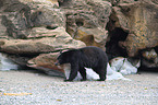 American black bear