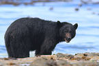 American black bear