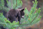 American black bear cub