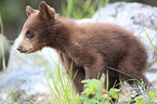 American black bear cub