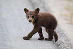 American black bear cub