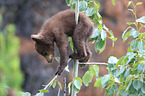 American black bear cub