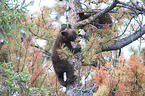 American black bear cubs