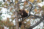 American black bear cub