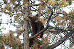 American black bear cub