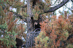 American black bear cubs