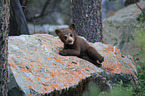 American black bear cub