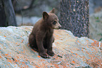 American black bear cub