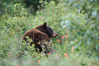 American black bear