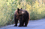 American black bear