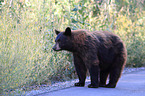 American black bear