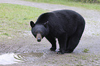 American black bear