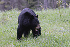 American black bear