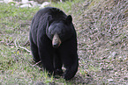 American black bear