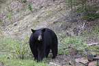 American black bear