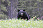 American black bear