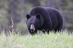 American black bear