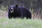 American black bear