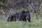 American black bear