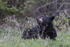 American black bear