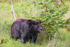 American black bear