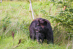 American black bear