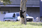 American black bear