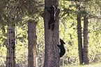 American black bears