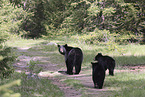 American black bears