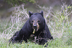 American black bear