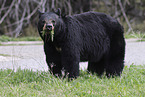 American black bear