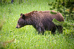 American black bear