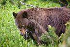 American black bear