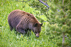 American black bear