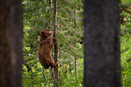 American black bear