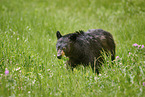 American black bear