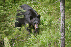 American black bear