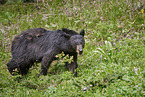 American black bear